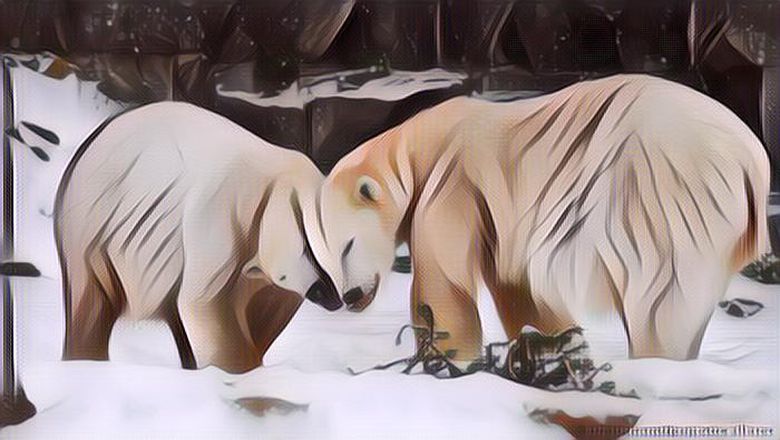 Anak Beruang Lahir dari Perkawinan Antar Saudara, Jerman Salahkan Rusia Perihal Ini