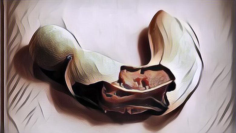 Fakta Mencengangkan Manfaat Buah Asam Jawa Yang Belum Diketahui Orang