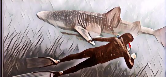 4 Spot Terbaik untuk Berenang dengan Hiu Paus, Ada yang Berani?