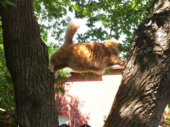 13. Yang dulu liar berburu dari atas puun