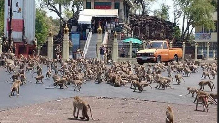 Kawanan monyet menggila