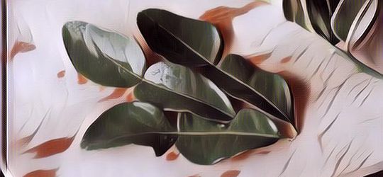 Gak Cuma Bikin Sedap Masakan, Berikut 7 Manfaat Daun Jeruk Purut untuk Kesehatan