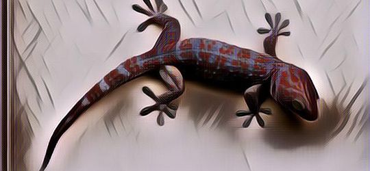 Bisa Cepat Kaya Dengan Jualan Tokek, Emang Bener Ya?