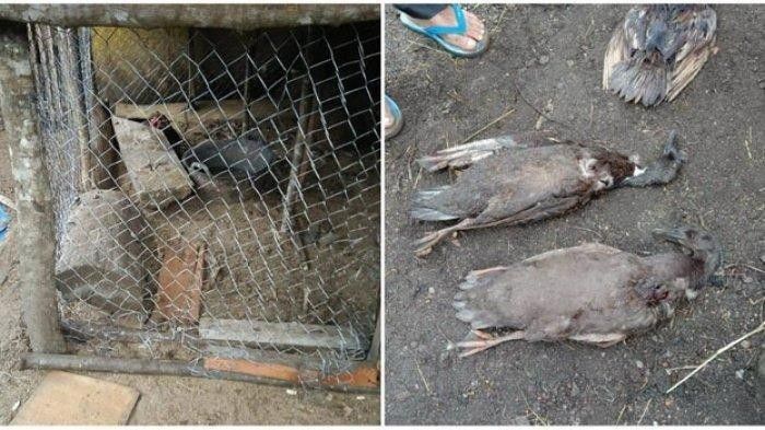 Keanehan kematian hewan ternak