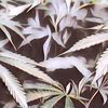 3 Fakta Ganja Medis, Sempat Viral dan Dianggap Sebagai Tanaman Penyembuh