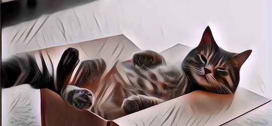 Terkuak Sudah! Ini Dia Alasan Kenapa Kucing Suka Banget Sama Box