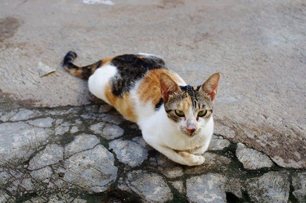 3. Kucing Kampung
