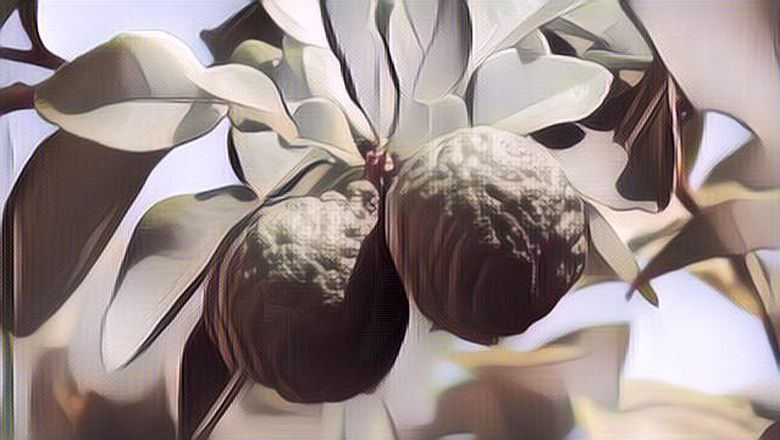 Gak Nyangka! Ternyata Daun Jeruk Purut Gak Cuma Bisa Buat Masakan, Tapi Juga untuk yang Lain!