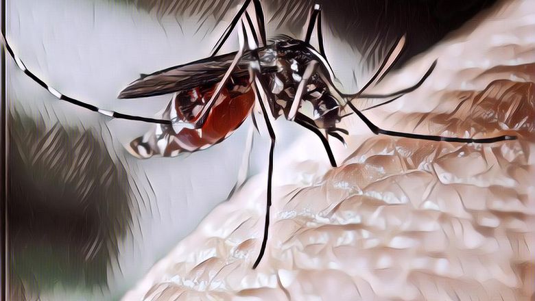 Musim Hujan Tiba! Berikut Tips Agar Kamu Terhindar dari Gigitan Nyamuk yang Mengganggu dan Berbahaya