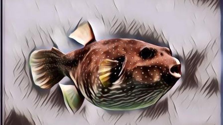 Hati-hati! Tak Semua Ikan Bisa Dimakan, Ada yang Sangat Beracun