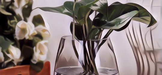 Hidroponik Untuk Pemula Pakai Plastik UV, Gampang Kok Gengs