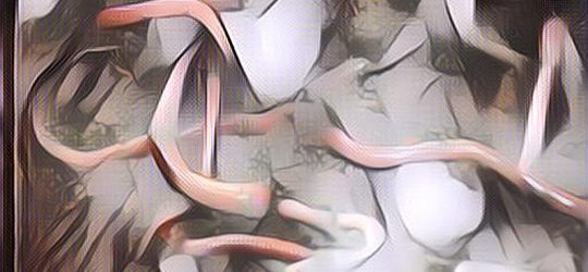 Viral Fenomena Aneh, Cacing yang Berbondong-Bondong Keluar Dari Tanah, Ada Apa?