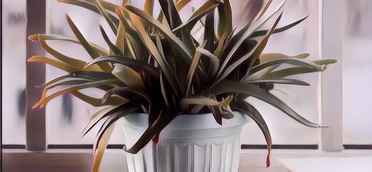 4 Tanaman yang Bisa Membersihkan Udara dalam Rumah, Wajib Ada Nih!