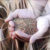 Beda Oat dan Sereal Gandum, Mana yang Lebih Sehat?