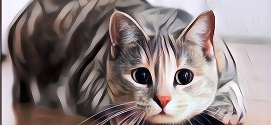 Sederet Mitos Tentang Kucing yang Masih Dipercaya Hingga Kini Oleh Netizen Indonesia