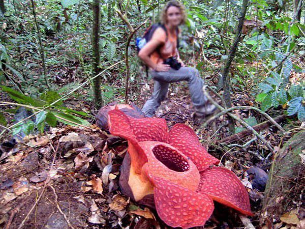 Rafflesia Arnoldi