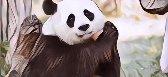 Karna Susah Kawin, Kedua Panda Ini Di Suguhi Vidio Porno