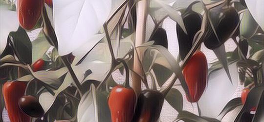 Cara Mudah Menanam Cabe Jalapeno dalam Pot Dari Biji Hingga Panen