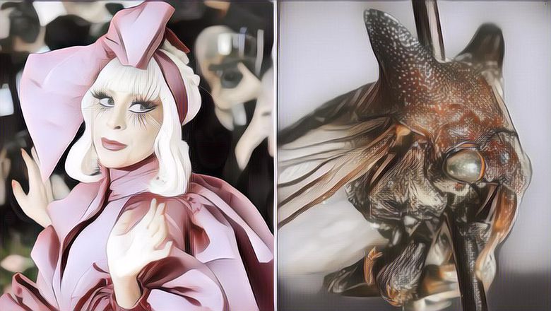 Lady Gaga Menjadi Nama Spesies Belalang Baru Karena Sama-sama Berpenampilan Nyentrik