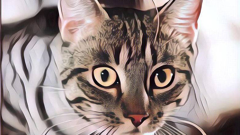 Viral Ribuan Kucing Dijagal Tiap Tahun, Ini bahaya Makan Daging Kucing