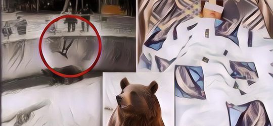 Tega! Ibu Lempar Anaknya Berusia 3 Tahun Ke Kandang Beruang Di Depan Pengunjung Kebun Binatang, Endingnya Mengejutkan