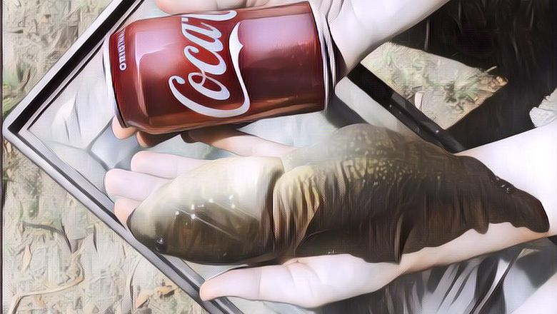 Yuk Kenalan Sama Goliath, Kecebong Titan Raksana Seukuran Kaleng Soda!