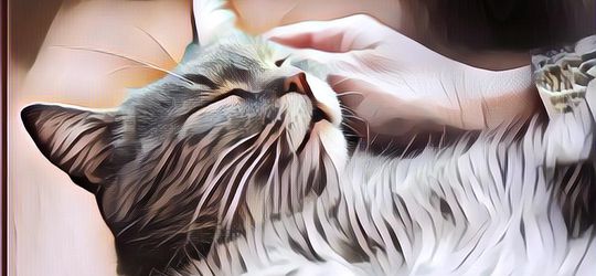 Apa Sih Arti Dengkuran Kucing? Ini Fakta-faktanya Menurut Peneliti