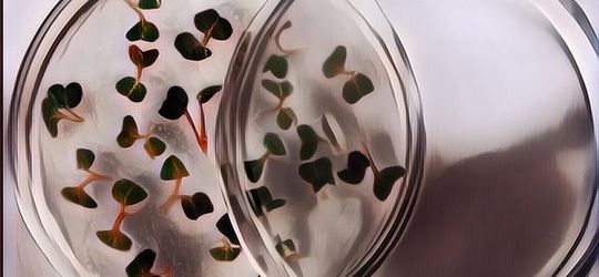 Ini Dia Sejumlah Tanaman yang Menguntungkan di Lahan Sempit