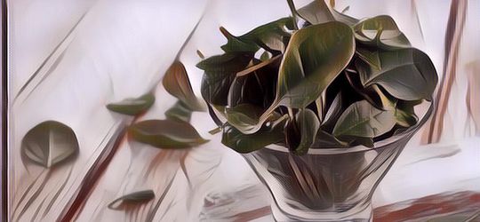 Ternyata, Konsumsi Bayam Beku Jauh Lebih Sehat Dibanding Bayam Segar Lho! Ini Alasannya