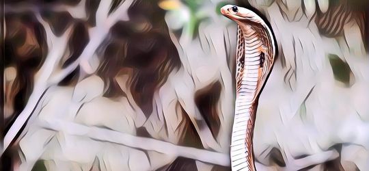 5 Binatang Dijuluki Binatang Pelupa Karena Punya Memori Pendek, Hanya Beberapa Detik