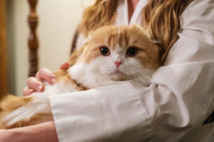 2. Mengurangi risiko penyakit jantung