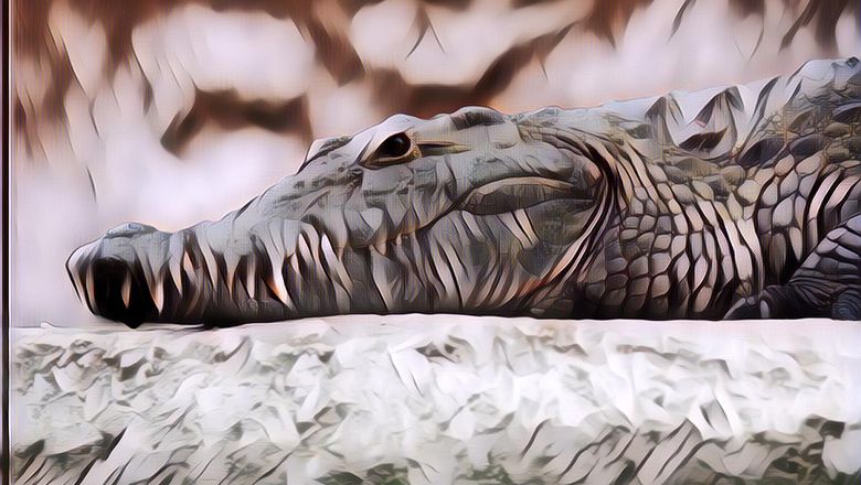 Paket 50 Ekor Buaya Ilegal asal Malaysia Gagal Mendarat di London