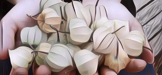 Manfaat Ciplukan Yang Ajaib Untuk Pengobatan, Dan Pastinya Kamu Belum Tahu