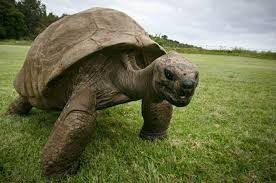 2. Dilihat dari segi usia