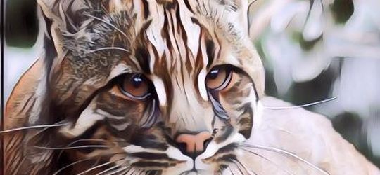 Ditemukan Kucing Emas Langka yang Ternyata Warnanya Gak Emas-Emas Juga Sih