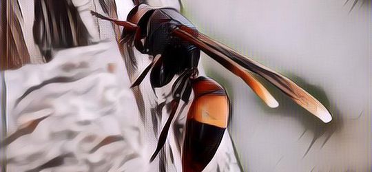 Waspada Sengatan Tawon Ndas yang Berbahaya dan Bisa Mematikan!