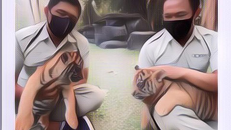 Besaran Gaji Pawang Harimau di Kebun Binatang, Kerja dengan Risiko Besar