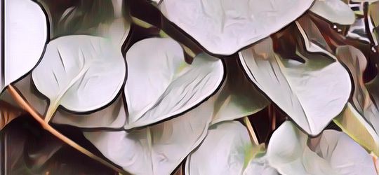 Daun Binahong: Daun Bentuk Cinta, Buat Sehat Selamanya