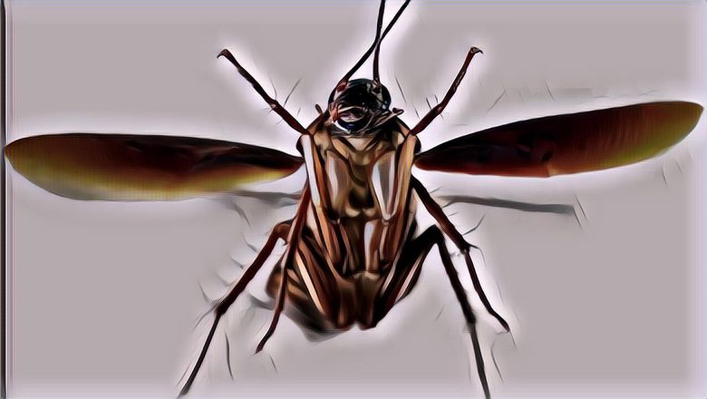 Ternyata Ini Penyebabnya Kecoak Bisa Selamat dari Perang Nuklir