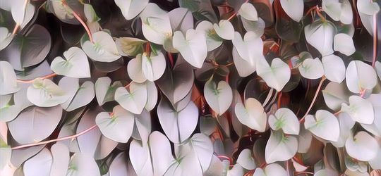 Khasiat Daun Binahong, Masih Banyak Yang Belum Paham