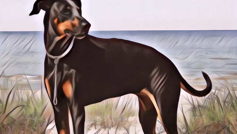 Warga Melihat 3 Ekor Anjing Sedang Lahap Makan, Ternyata Mereka Sedang Menyerang Tubuh Seorang Bayi