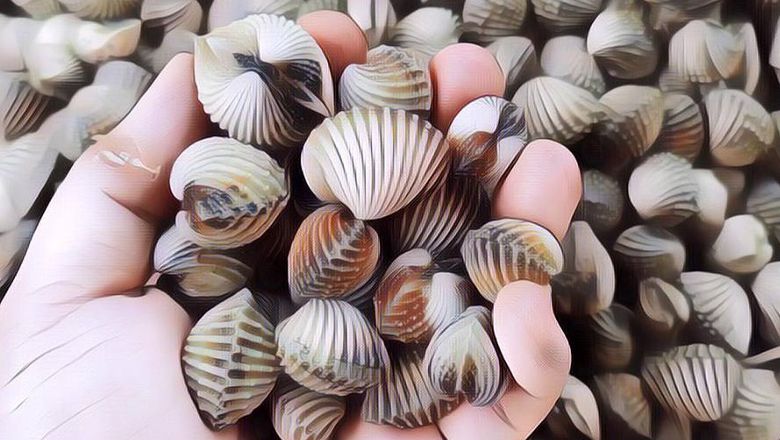 Pria Ini Menyuci Kerang Pakai Mesin Cuci, Akui Bisa Lebih Bersih