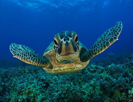 1. Dari segi habitatnya