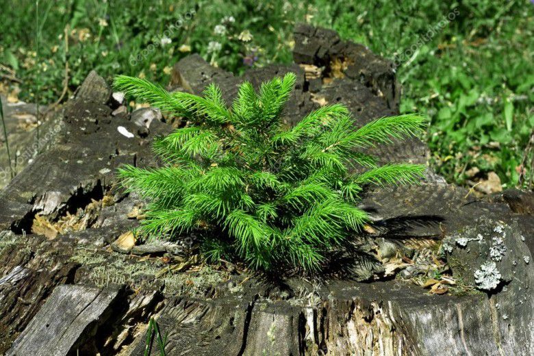 4. Legenda St Bonifasius