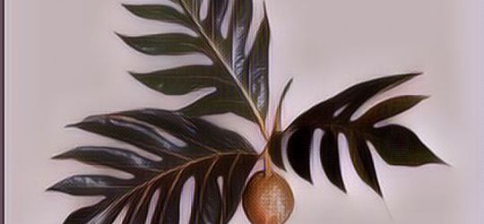 Khasiat Daun Sukun Buat Kesehatan, Gak Nyangka... Hebat Juga Manfaatnya