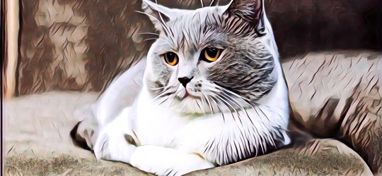 5 Masalah Kesehatan pada Kucing, Begini Cara Menanganinya