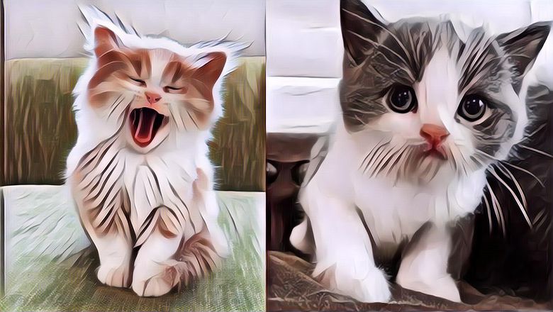 Akan Membuatmu Tercengang! Ilmuwan Amerika Sebut Kucing Bisa Deteksi Gempa Secara Dini