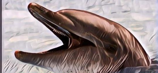 Perilaku Lumba-Lumba, Selama Ini Mereka Dinilai Cerdas Nyatanya ...