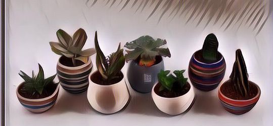 Susah-Susah Gampang! Berikut 7 Cara Merawat Sukulen Agar Tumbuh Sehat dan Cantik