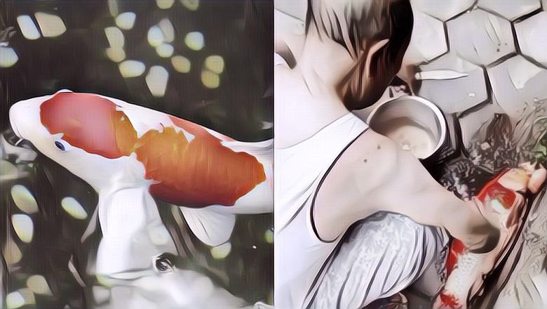 Viral Kakek Potong-potong Ikan Hias Seharga Rp10 Juta, Sebenarnya Amankah Konsumsi Ikan Hias? Gini Penjelasannya!